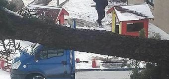 Nessun danno dopo la caduta dell’albero nel giardino della scuola materna a Ponte d’Oddi